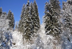 免费盗号的app光遇？揭秘账号安全真相，保护你的天空王国之旅