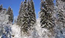 免费盗号的app光遇？揭秘账号安全真相，保护你的天空王国之旅